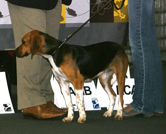 Beagle-Harrier photo thumbnail 2