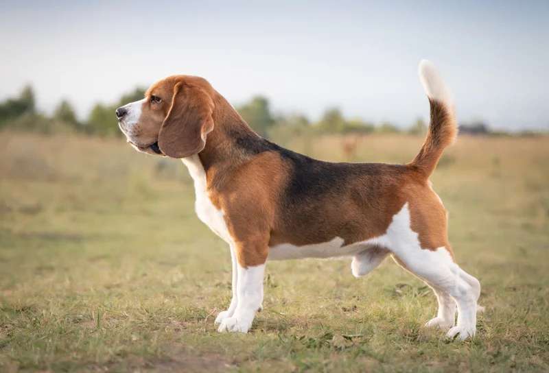 Beagle photo thumbnail 1