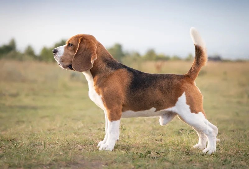 Beagle - Hound breed known for being Affectionate and Curious