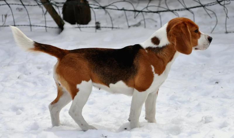 Beagle - Hound dog breed