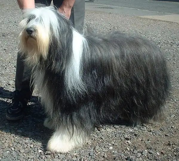 Bearded Collie - Herding breed known for being Devoted and Intelligent