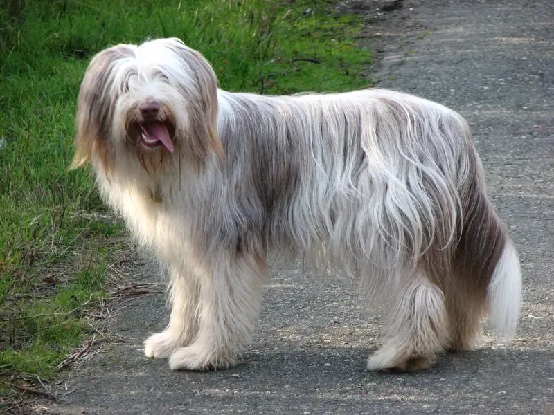 Bearded Collie - Herding breed, Devoted and Intelligent
