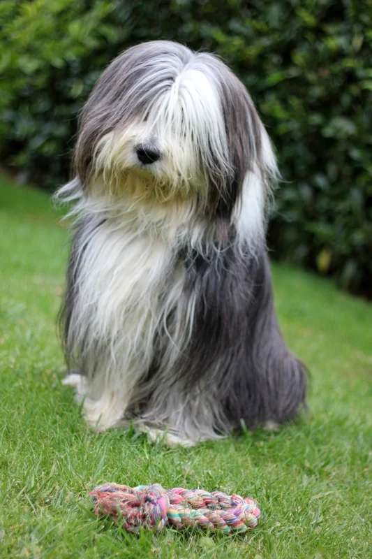 Bearded Collie photo thumbnail 4