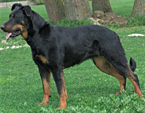 Beauceron photo thumbnail 1
