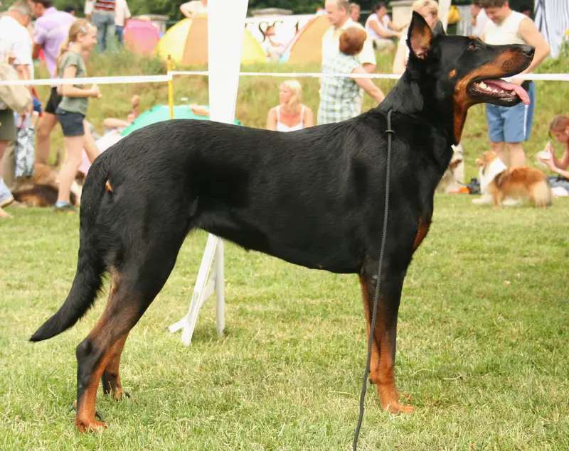 Beauceron photo thumbnail 3