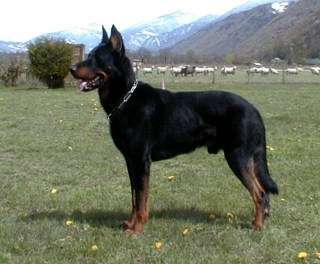 Beauceron photo thumbnail 4