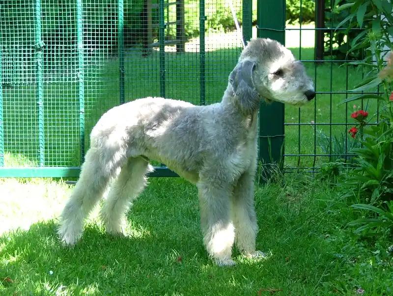 Bedlington Terrier, a 84% match to Scottish Terrier