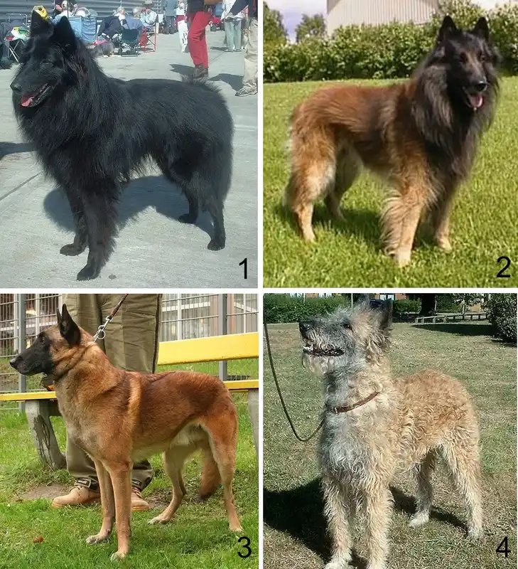 Belgian Shepherd - Herding breed known for being Affectionate and Energetic