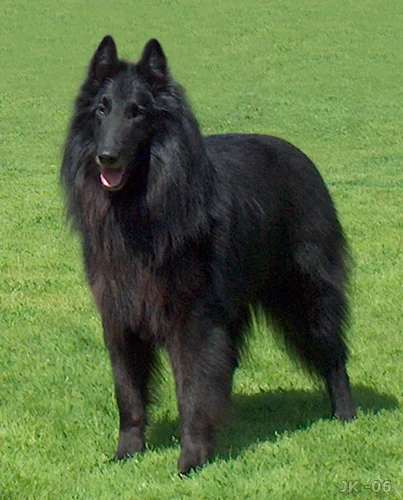 Belgian Shepherd photo thumbnail 3
