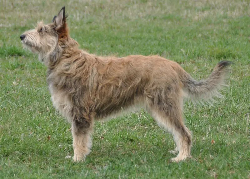 Berger Picard - Herding breed known for being Energetic and Intelligent