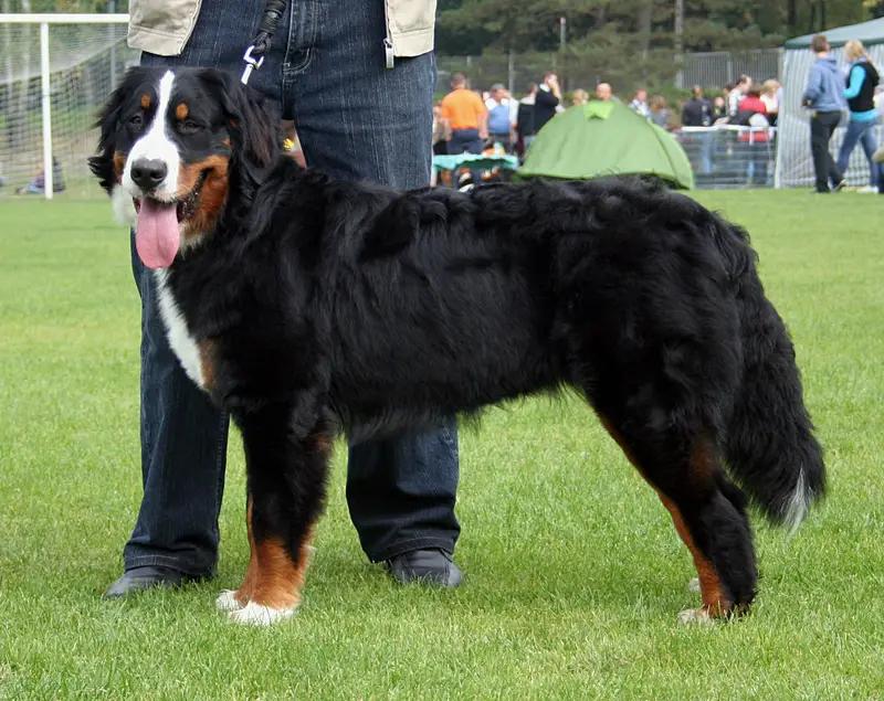 Bernese Mountain Dog, a 82% match to Newfoundland