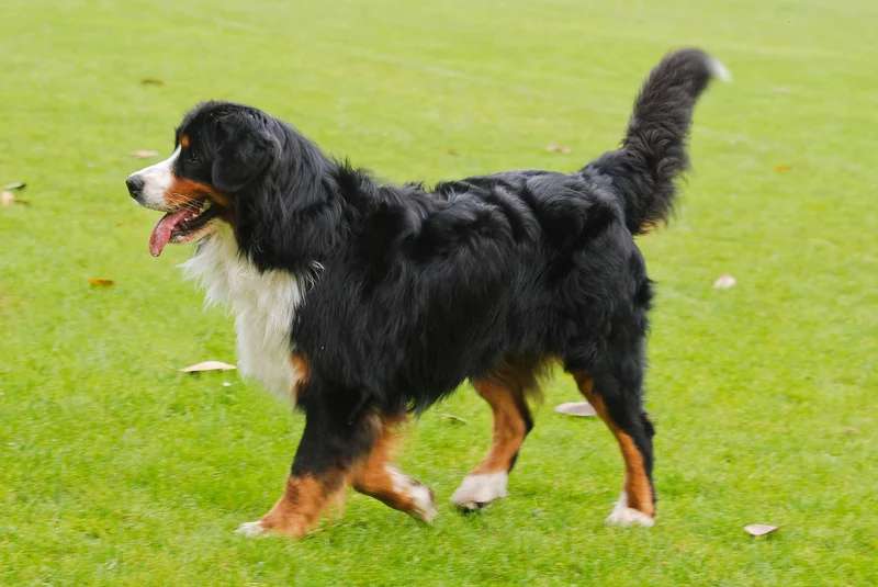 Bernese Mountain Dog photo thumbnail 4