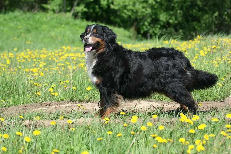 Bernese Mountain Dog photo thumbnail 6