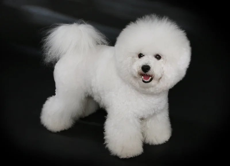Bichon Frise - Non-Sporting breed known for being Affectionate and Cheerful