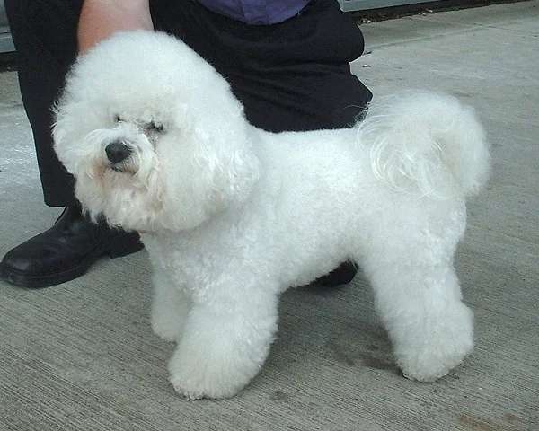 Bichon Frise photo thumbnail 2