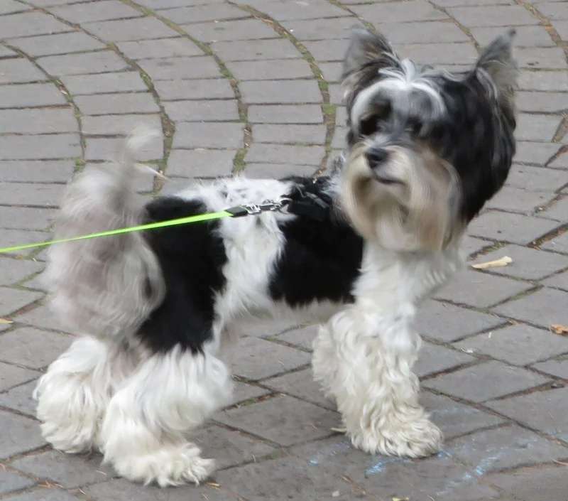 Biewer Terrier photo thumbnail 1
