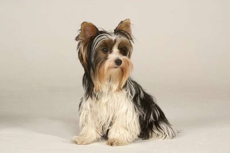 Biewer Terrier photo thumbnail 2