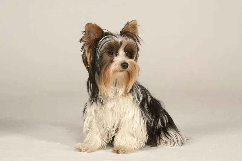Biewer Terrier dog breed