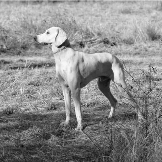 Billy, a 88% match to Hanover Hound