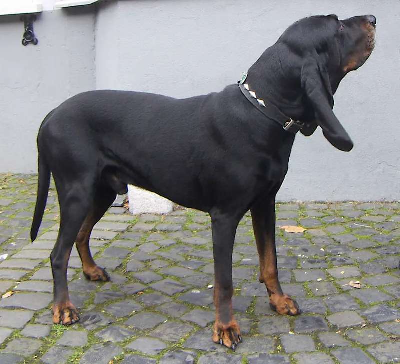 Black and Tan Coonhound photo thumbnail 1
