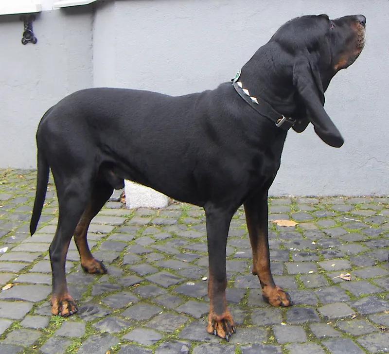 Black and Tan Coonhound, a 90% match to American Foxhound