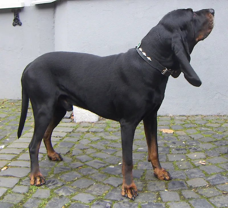 Black and Tan Coonhound - Hound breed known for being Alert and Gentle