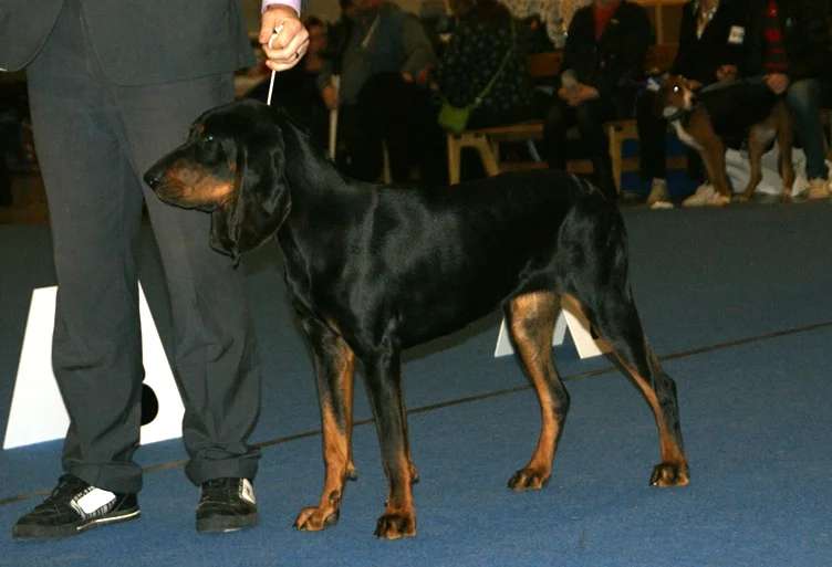 Black and Tan Coonhound photo thumbnail 4