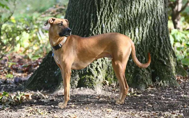 Black Mouth Cur photo thumbnail 1