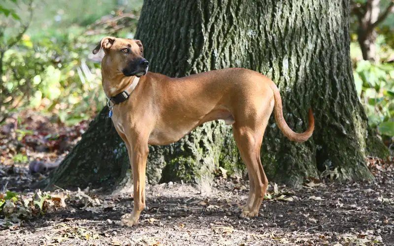 Black Mouth Cur - Herding breed known for being Affectionate and Intelligent