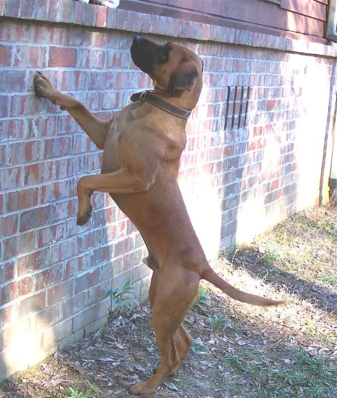 Black Mouth Cur photo thumbnail 2