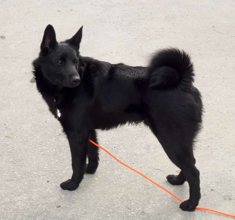 Black Norwegian Elkhound photo thumbnail 1