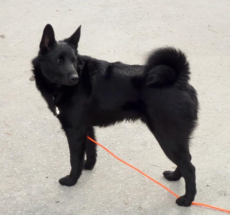 Black Norwegian Elkhound, a 89% match to Norwegian Elkhound