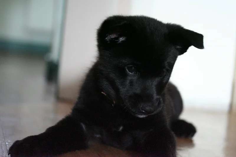 Black Norwegian Elkhound photo thumbnail 2