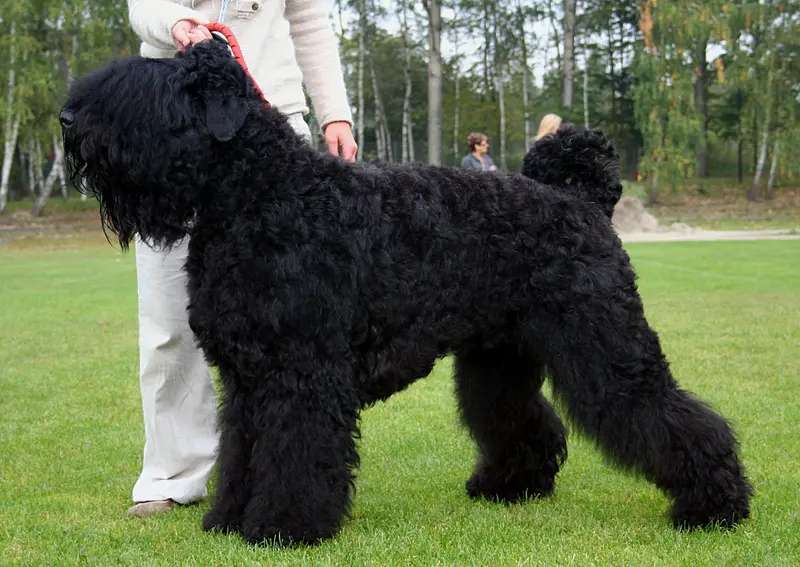 Black Russian Terrier photo thumbnail 1