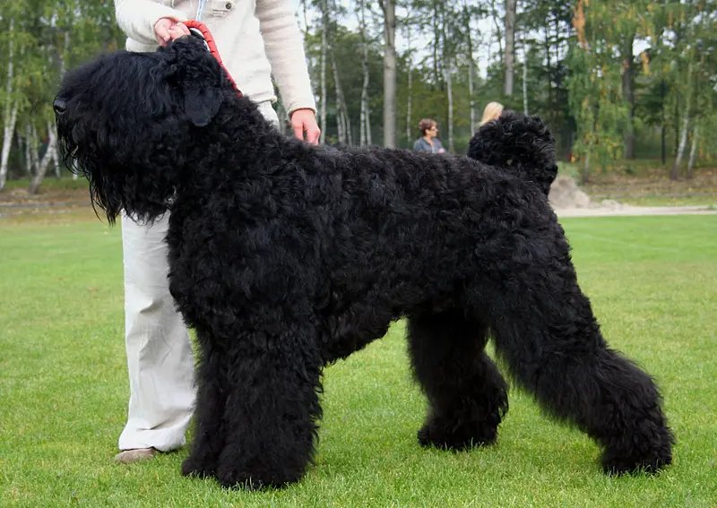 Black Russian Terrier - Working breed known for being Calm and Confident