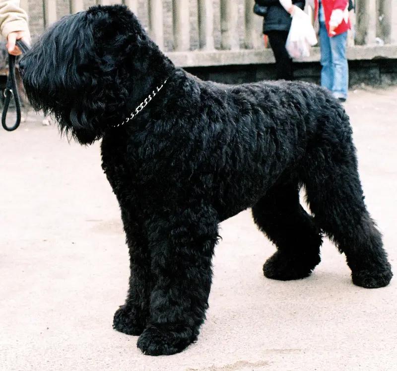 Black Russian Terrier, a 90% match to Hovawart