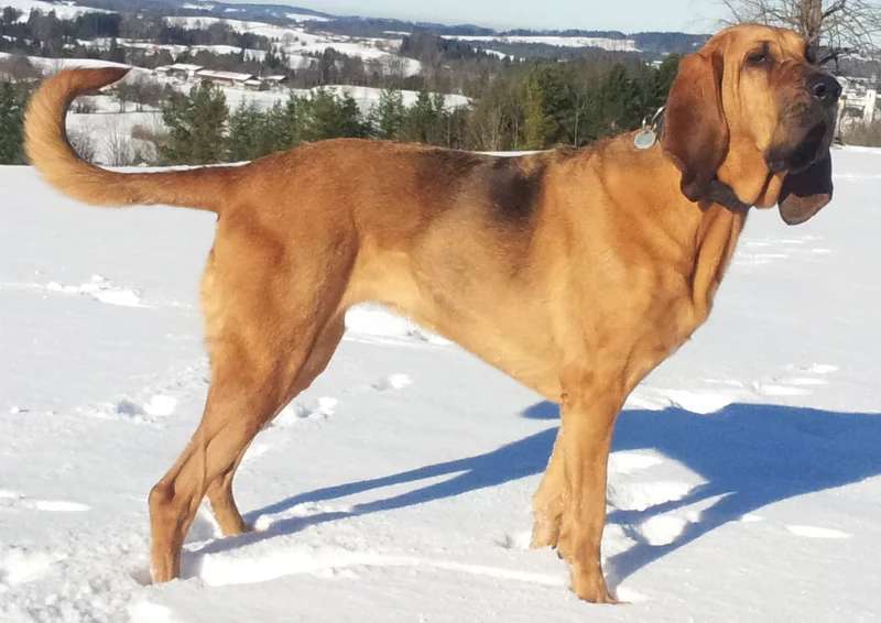 Bloodhound photo thumbnail 1