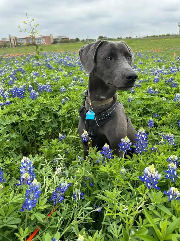 Blue Lacy - Working dog breed