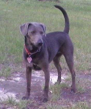 Blue Lacy photo thumbnail 2