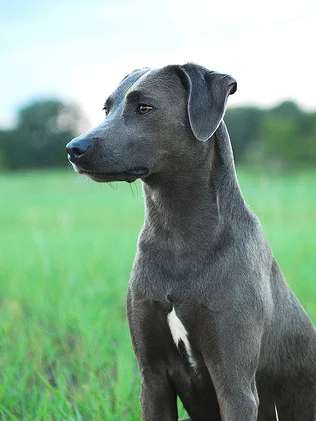 Blue Lacy photo thumbnail 3
