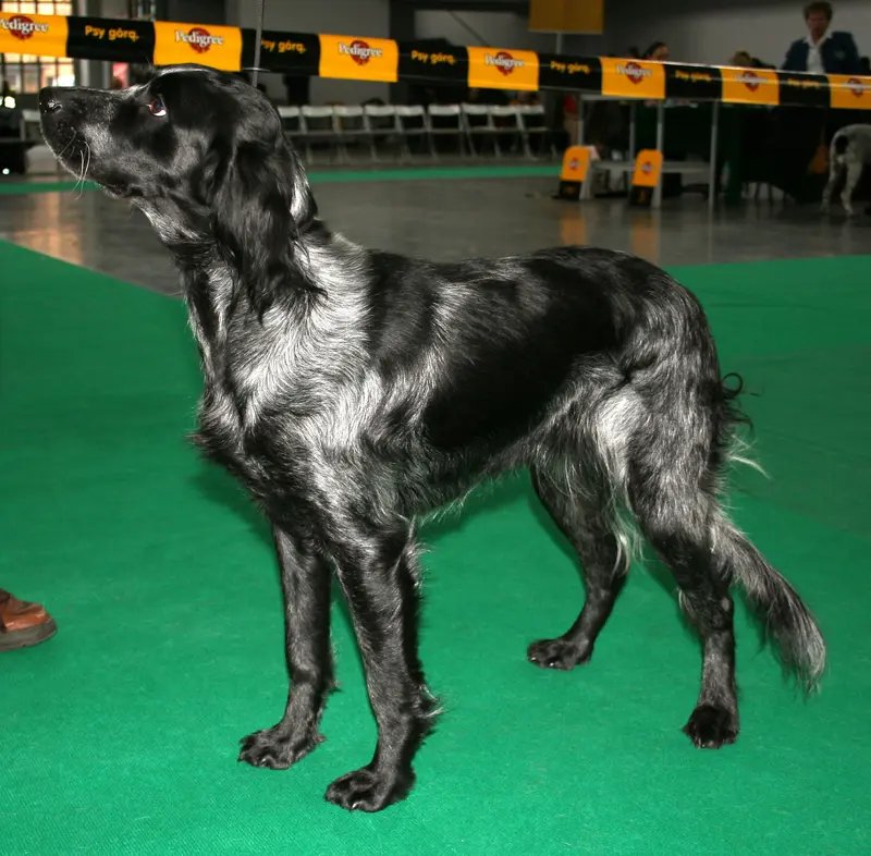 Blue Picardy Spaniel - Sporting breed known for being Affectionate and Gentle