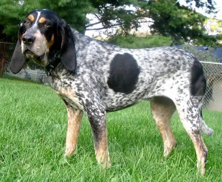 Bluetick Coonhound, a 87% match to Rhodesian Ridgeback