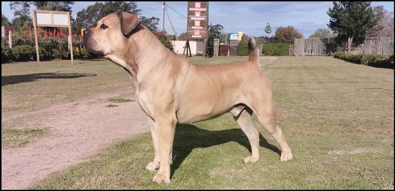Boerboel photo thumbnail 1