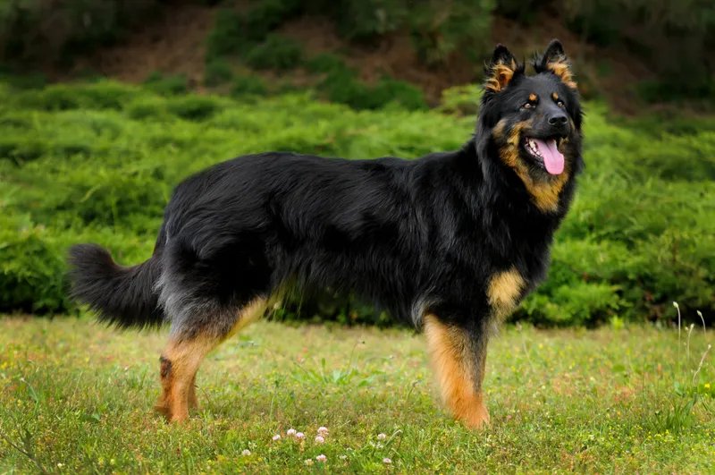 Bohemian Shepherd - Herding breed known for being Energetic and Friendly