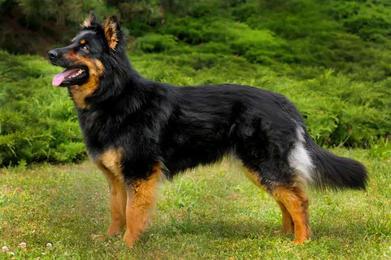 Bohemian Shepherd photo thumbnail 3