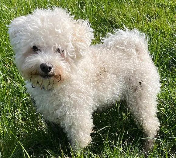 Bolognese, a 88% match to Havanese