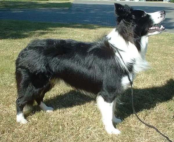 Border Collie - Herding breed, Alert and Energetic