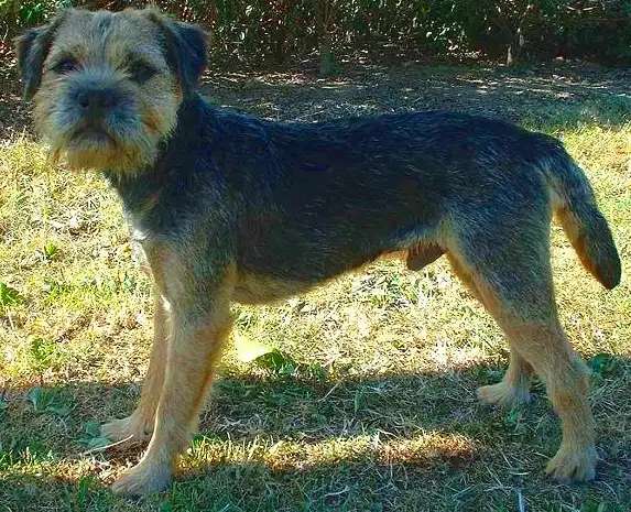 Border Terrier photo thumbnail 1