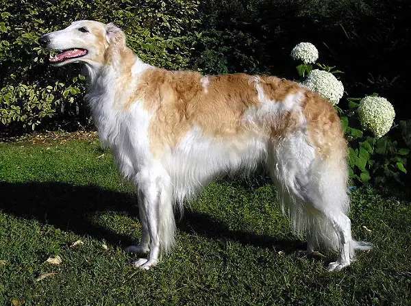 Borzoi photo thumbnail 2
