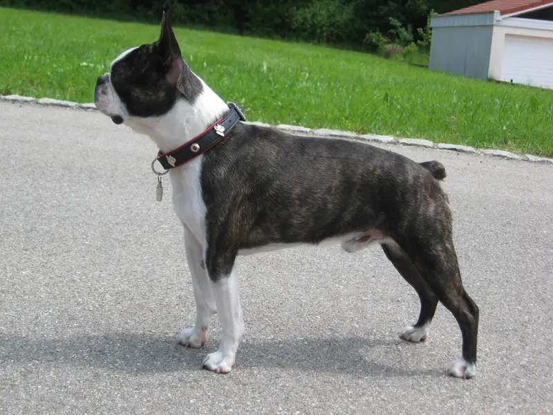 Boston Terrier photo thumbnail 1
